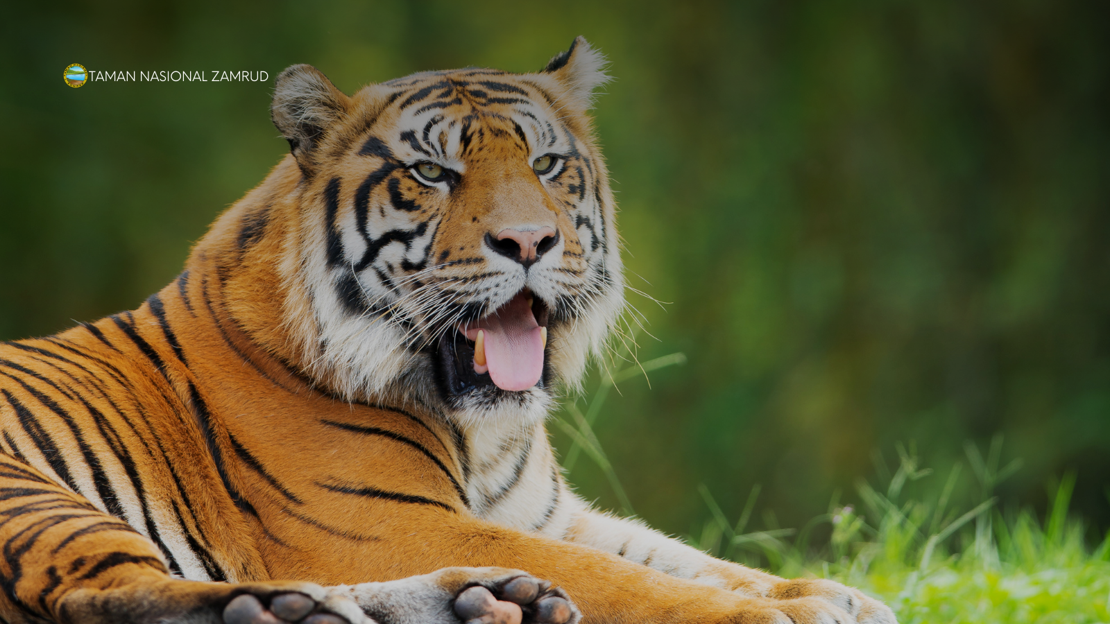 Penanganan Harimau yang Memasuki Zona Pemukiman